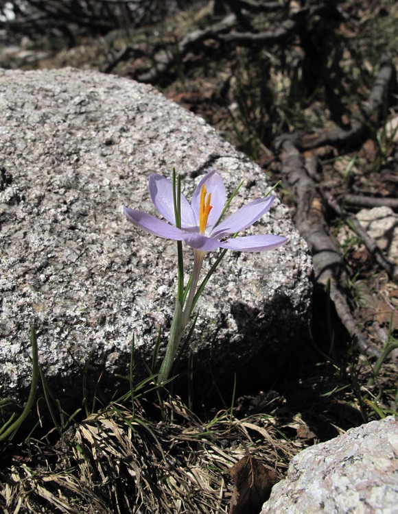 Crocus corsicus